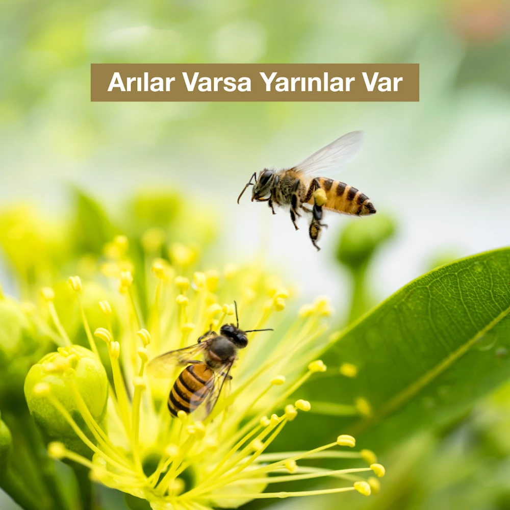 “Arılar Varsa Yarınlar Var” Diyerek Çocuklara Arının Önemini Anlatmaya Devam Ediyoruz