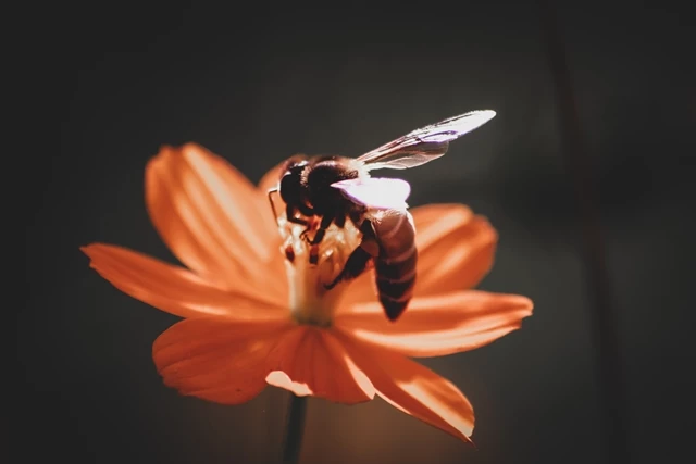 YAŞAMIN DEVAMLILIĞI İÇİN ARILARA İHTİYACIMIZ VAR!