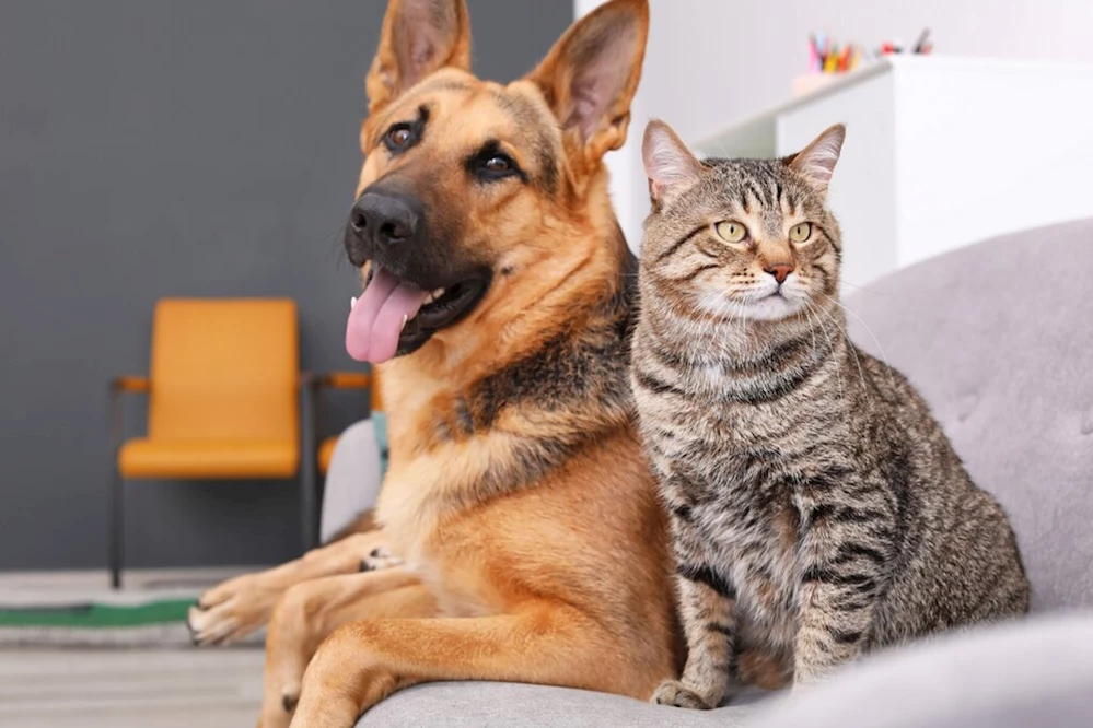 Petlebi.com Samsun’a Geliyor!